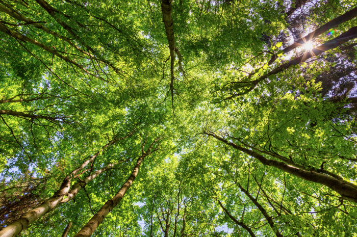 Image actu : Journée mondiale de l&rsquo;environnement 2024